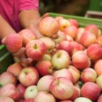 apple fruit harvest orchard 342744 316